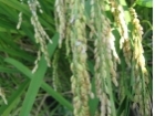 【定期購入】自然りずむ米（白米 2kg） (1)